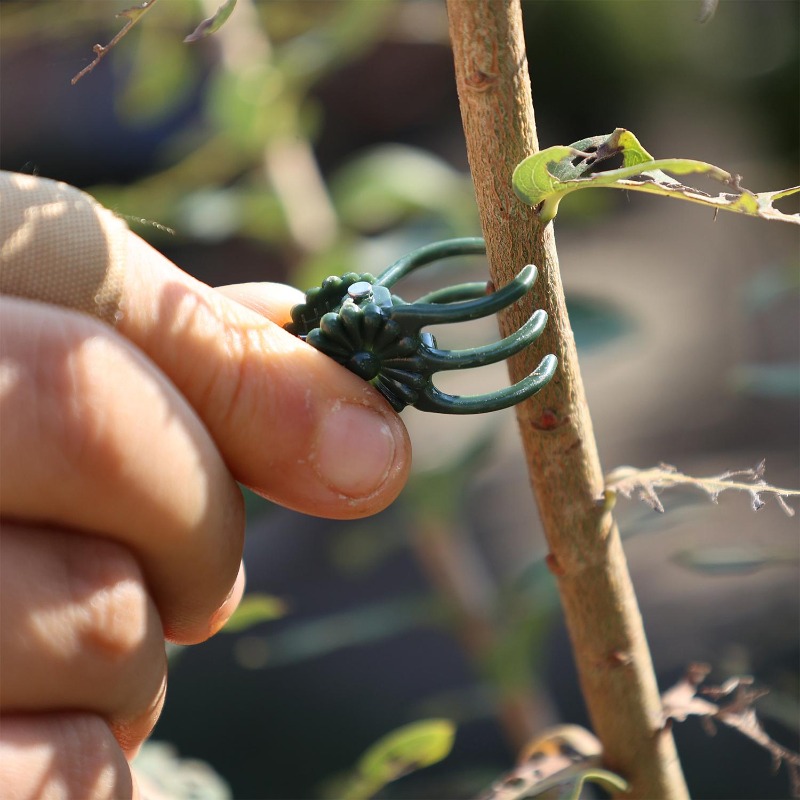 คลิปหนีบต้นไม้ขนาดเล็กสำหรับขา - Gardening Tools Wholesale บทวิจารณ์และราคา