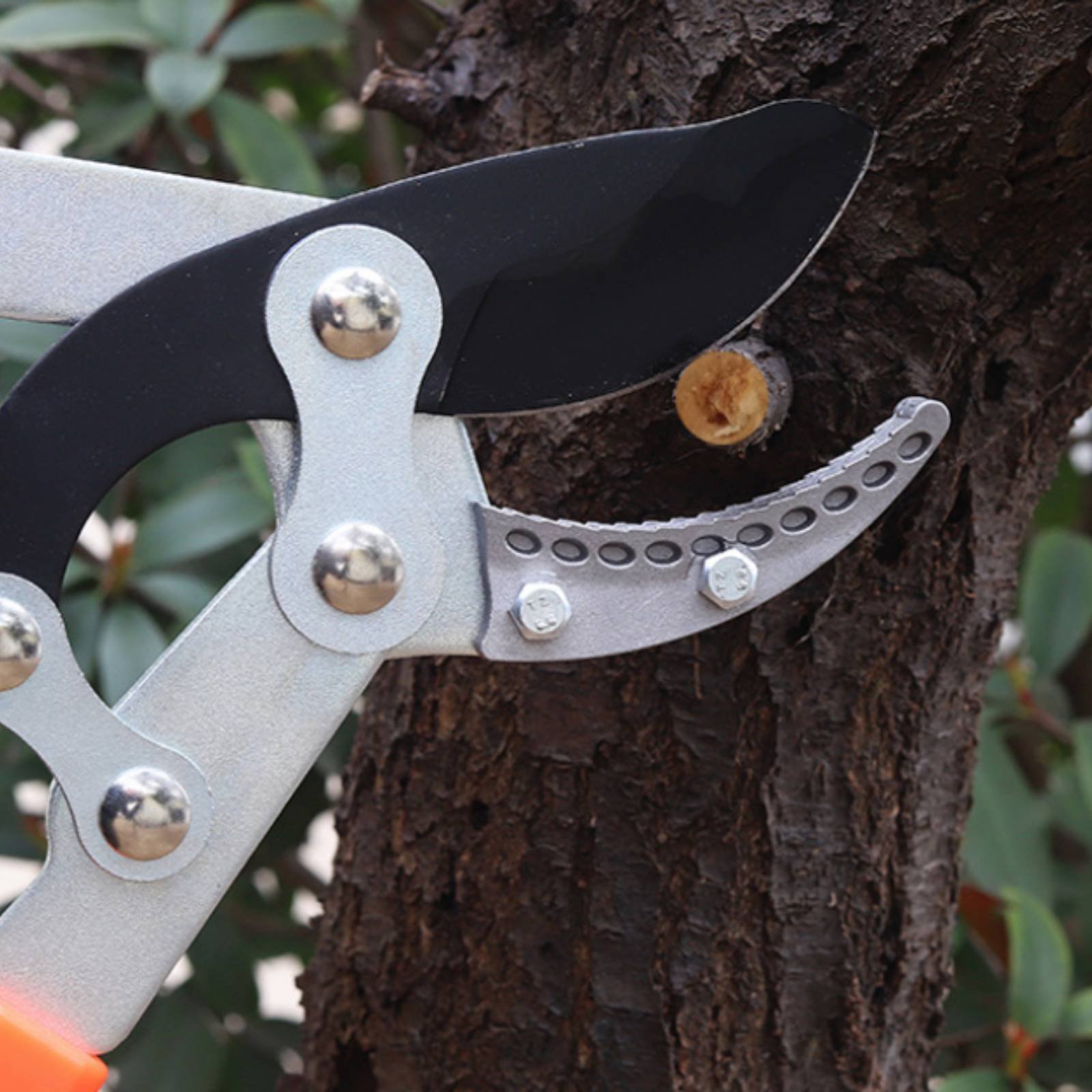 กรรไกรตัดกิ่งแบบยืดหดได้ ใบมีด - Gardening Tools Of บทวิจารณ์และราคา